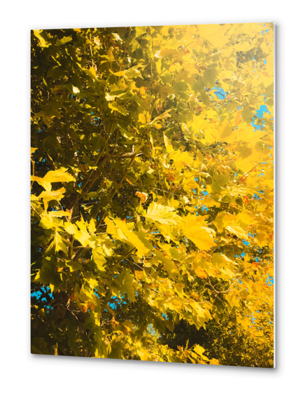 closeup yellow leaves texture abstract background Metal prints by Timmy333