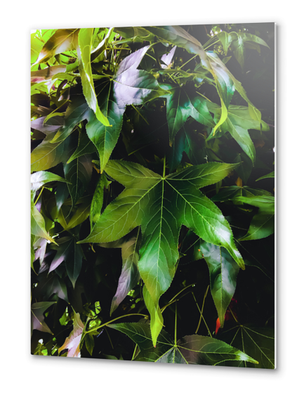 closeup tree with green leaves texture background Metal prints by Timmy333