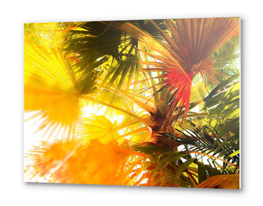 green palm leaves abstract background with summer light Metal prints by Timmy333