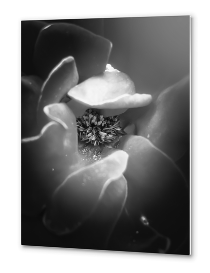 blooming rose with pollen in black and white Metal prints by Timmy333