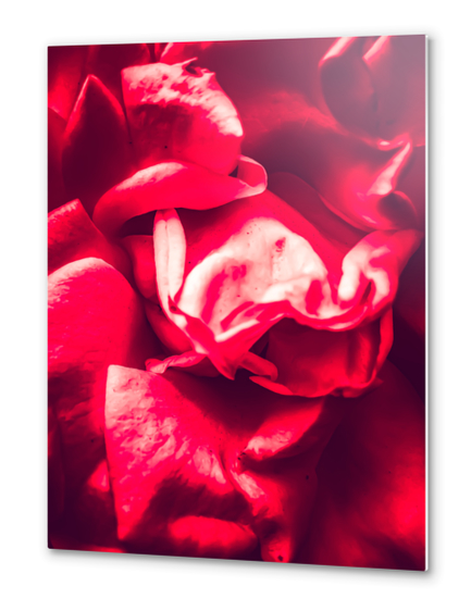 red rose background Metal prints by Timmy333