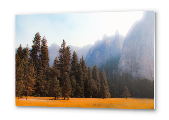 pine tree with mountain background at Yosemite national park California USA Metal prints by Timmy333