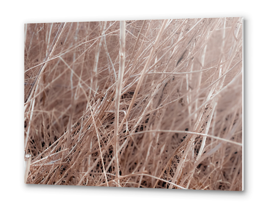 Closeup brown dry grass field texture abstract Metal prints by Timmy333