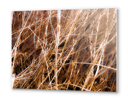 dry brown grass field texture abstract background Metal prints by Timmy333