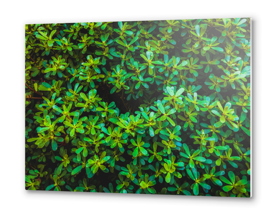 green leaves plant texture background Metal prints by Timmy333