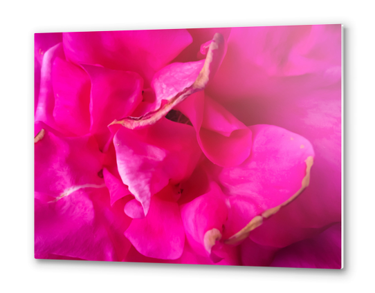 closeup blooming pink rose texture abstract background Metal prints by Timmy333