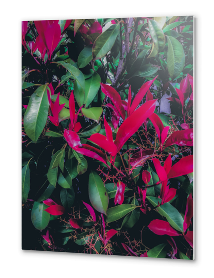 closeup green leaves and red leaves plant background Metal prints by Timmy333