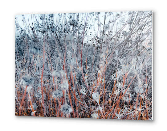 blooming dry flowers in the grass field in winter Metal prints by Timmy333