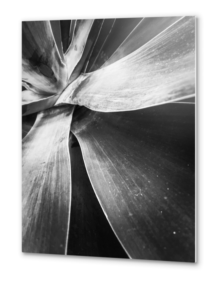 closeup succulent plant texture in black and white Metal prints by Timmy333