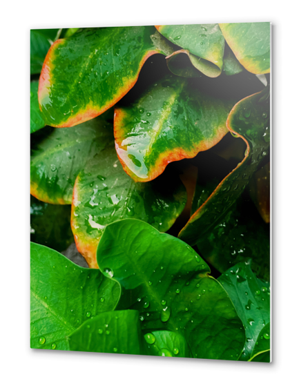 Closeup green tropical leaves plant texture background Metal prints by Timmy333