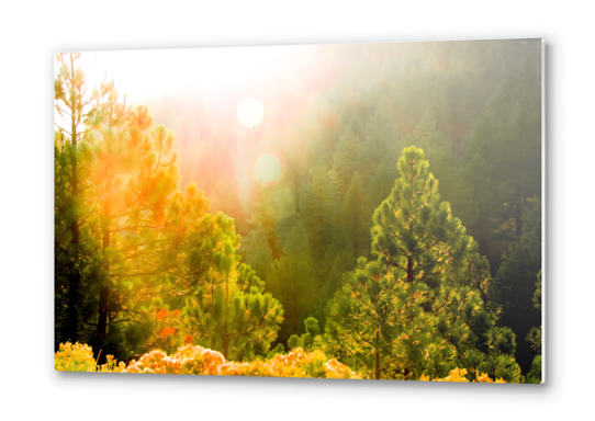 green pine tree with sunlight at Lake Tahoe, Nevada, USA Metal prints by Timmy333