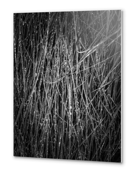 silky grass texture in black and white Metal prints by Timmy333