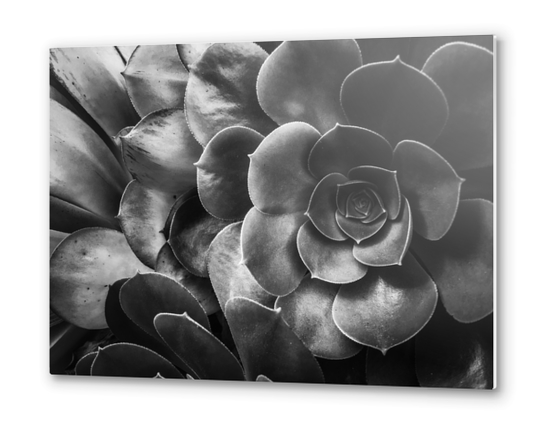 succulent plant texture in black and white Metal prints by Timmy333