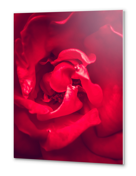 closeup red rose Metal prints by Timmy333