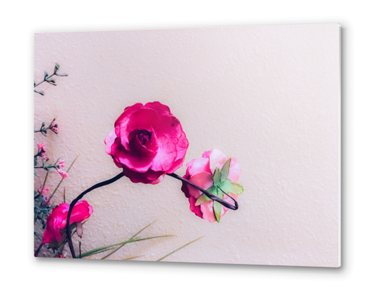 closeup blooming pink flowers with white wall background Metal prints by Timmy333