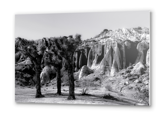 cactus in the desert at Red Rock Canyon state park California in black and white Metal prints by Timmy333