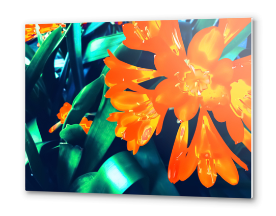 blooming orange Clivia flowers with green leaves background Metal prints by Timmy333