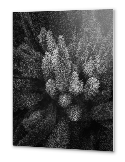 closeup succulent plant garden in black and white Metal prints by Timmy333