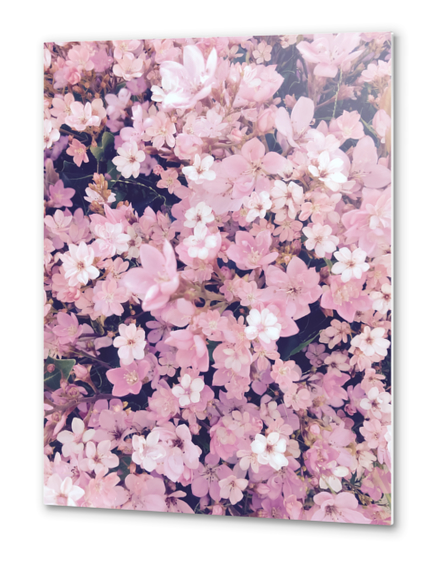 blossom blooming pink flower texture pattern abstract background Metal prints by Timmy333