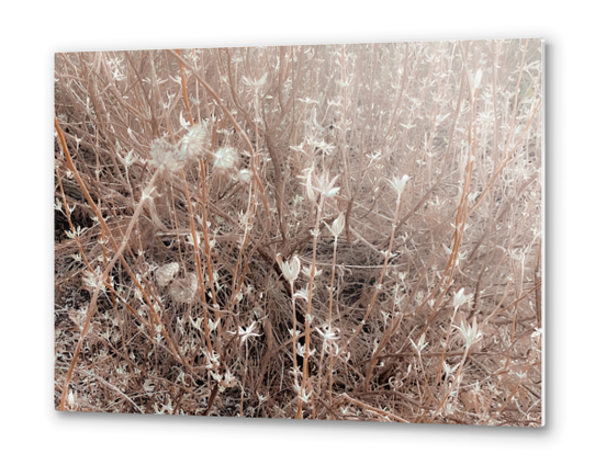 blooming dry plant with brown dry grass field abstract background Metal prints by Timmy333