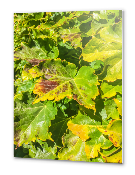 closeup green ivy leaves texture background Metal prints by Timmy333