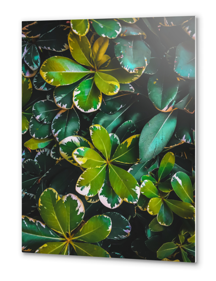 green leaves plant texture background Metal prints by Timmy333