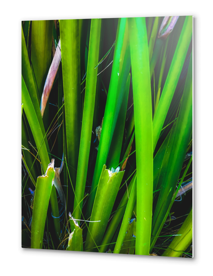 closeup green leaves texture abstract background Metal prints by Timmy333