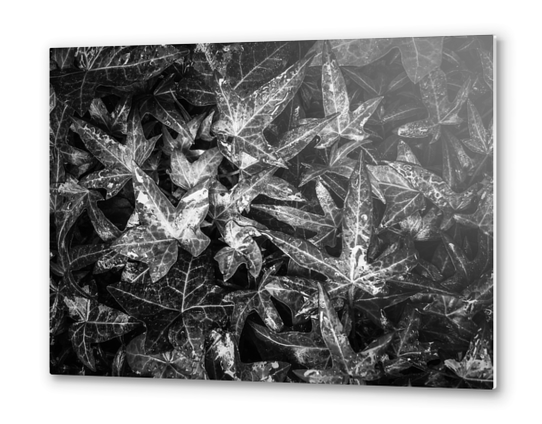 closeup ivy leaves texture abstract background in black and white Metal prints by Timmy333