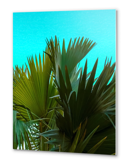 Closeup green palm leaves texture with blue background Metal prints by Timmy333