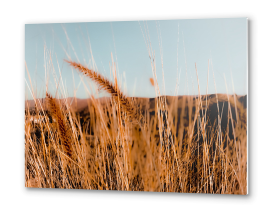 Closeup blooming grass flowers with blue sky background Metal prints by Timmy333