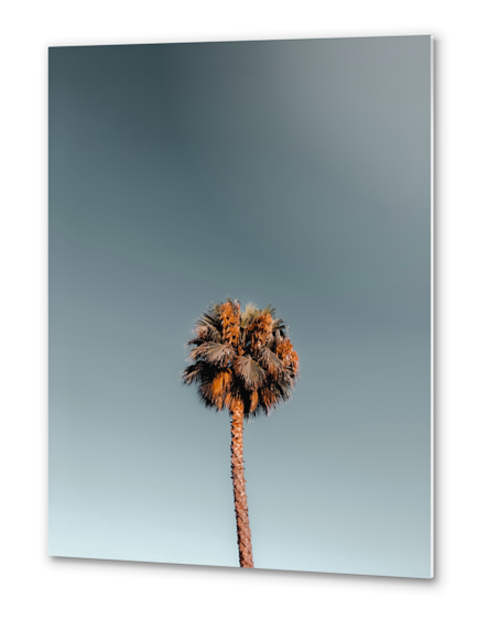 Isolated tropical palm tree in summer with blue sky Metal prints by Timmy333