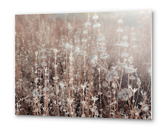 blooming dry flowers with brown dry grass field texture background Metal prints by Timmy333