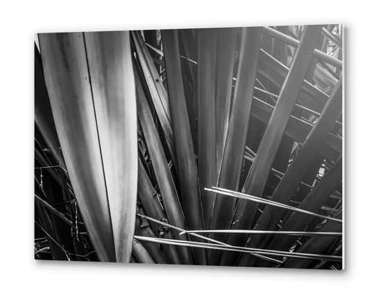 closeup palm leaves texture abstract in black and white Metal prints by Timmy333