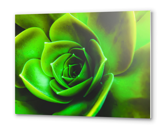 closeup green succulent plant texture Metal prints by Timmy333