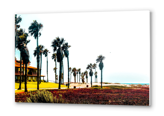 beach and palm tree at Oxnard Beach, California, USA Metal prints by Timmy333