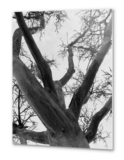 closeup tree branches with clear sky background in black and white Metal prints by Timmy333