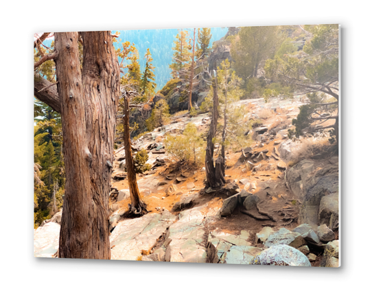 green pine tree at Lake Tahoe California USA Metal prints by Timmy333