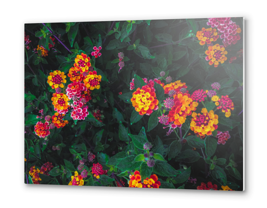 closeup blooming colorful flowers with green leaves Metal prints by Timmy333