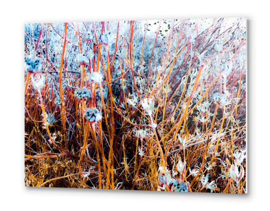 dry wildflowers abstract with dry grass background Metal prints by Timmy333