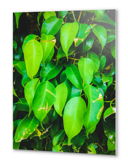 closeup green leaves background Metal prints by Timmy333