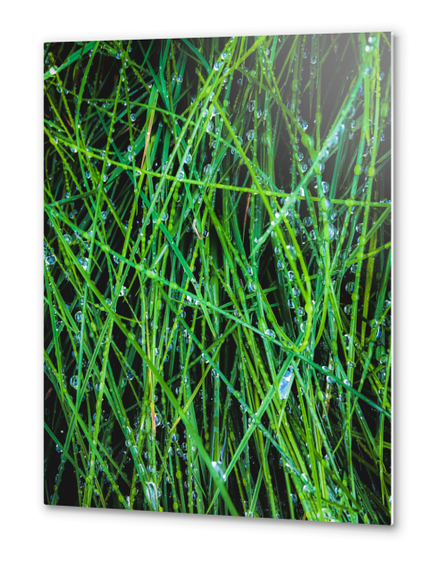 closeup green grass field texture with raindrops Metal prints by Timmy333