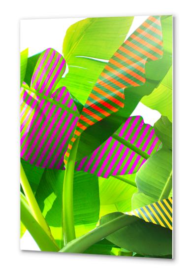 Banana stripes Metal prints by fokafoka