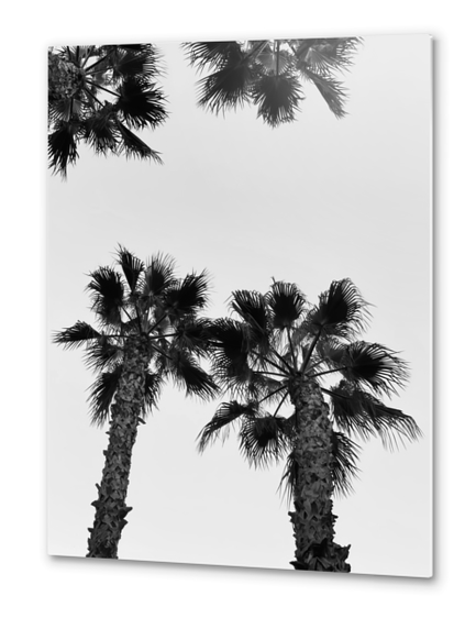 palm tree with clear sky in black and white Metal prints by Timmy333