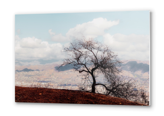 Isolated tree on the mountain with blue cloudy sky from the hiking trail to Hollywood Sign Los Angeles California USA Metal prints by Timmy333