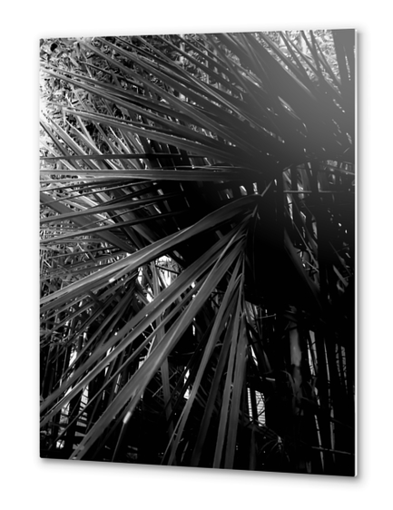 palm leaves texture abstract background in black and white Metal prints by Timmy333