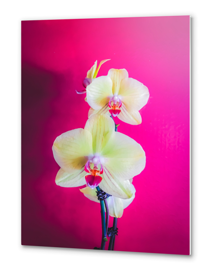 closeup white and pink orchids plant with pink background Metal prints by Timmy333