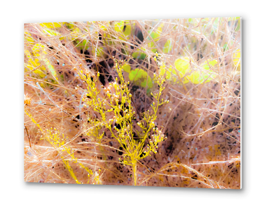 green wildflowers with brown dry grass background Metal prints by Timmy333