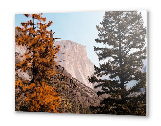 At Yosemite national park USA with autumn tree Metal prints by Timmy333