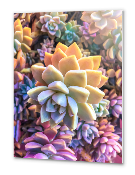 closeup green and pink succulent plant Metal prints by Timmy333