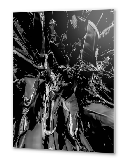 bird of paradise tropical leaves texture in black and white Metal prints by Timmy333